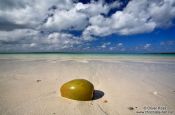Travel photography:Washed-up coconut at Cayo-las-Bruchas beach, Cuba