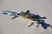 Travel photography:Crab at Cayo-las-Bruchas beach, Cuba