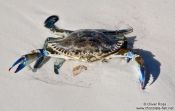 Travel photography:Crab at Cayo-las-Bruchas beach, Cuba