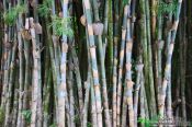 Travel photography:Bamboo in the botanical garden in Cienfuegos, Cuba