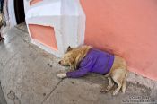 Travel photography:A dog´s life!, Cuba