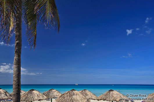 Sun umbrellas and palm tree on a beach in Varadero