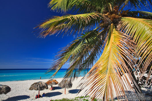 Palm tree on Varadero beach