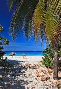 Travel photography:Palms in Varadero , Cuba