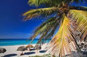 Travel photography:Palm tree on Varadero beach, Cuba