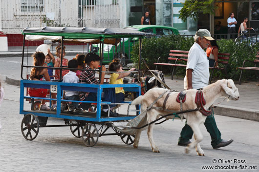 Goat wagon in Santa-Clara