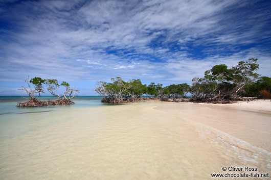 Mangroves growing into the sea in Cayo-Jutías