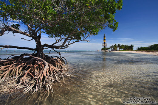 Beach mangrove in Cayo-Jutias