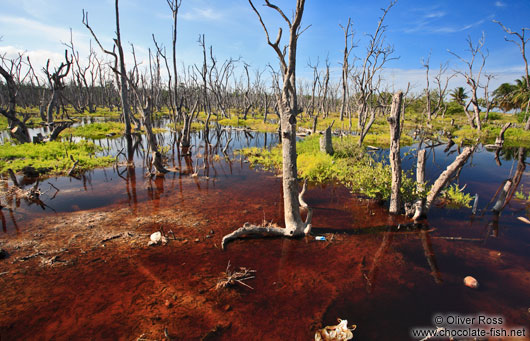 Swamp in Cayo-Jutias