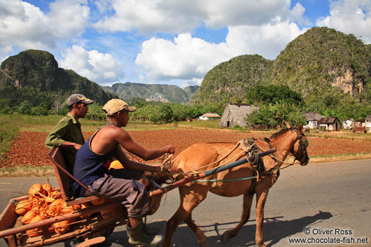 Horse carriage near Viñales