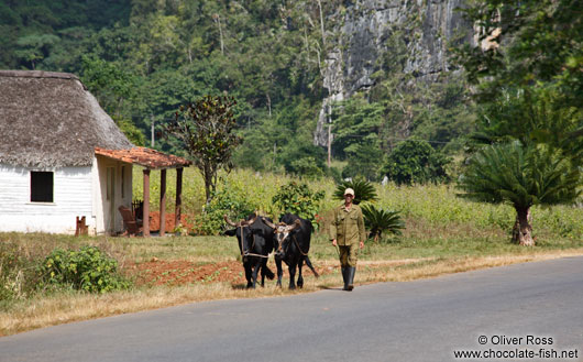 Man with oxen in Viñales