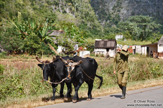 Man with oxen in Viñales