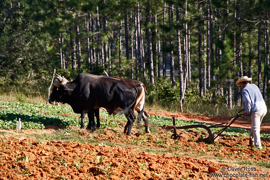 Man ploughing the field near Viñales