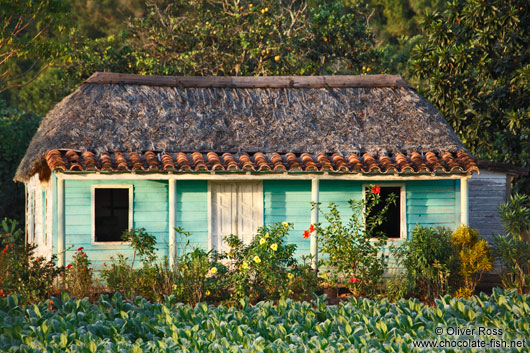 Small hut in tobacco field near Viñales