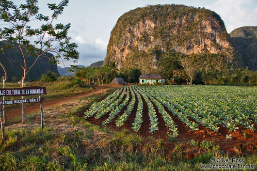 Viñales small hut with tobacco field