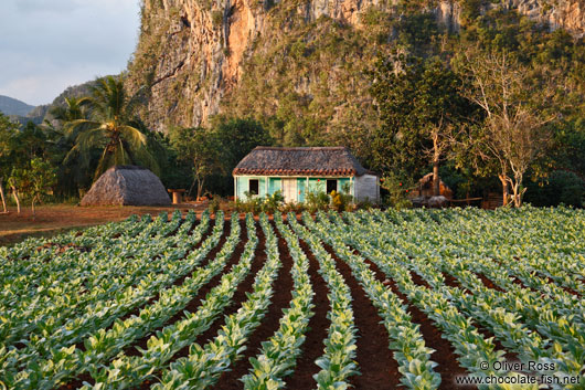 Small hut in tobacco field near Viñales