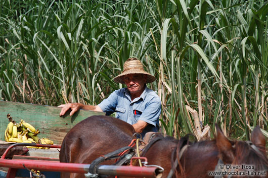 Sugarcane farmer near Viñales