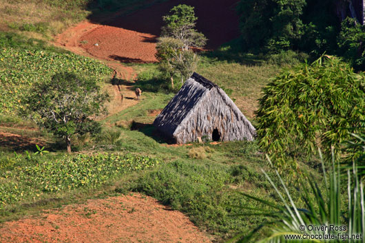 Small hut to dry the tobacco near Viñales