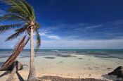 Travel photography:Wind-bent palm tree on a beach in Cayo-Jutías, Cuba