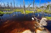 Travel photography:Dead trees in a swamp in Cayo-Jutias, Cuba