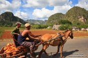 Travel photography:Horse carriage near Viñales, Cuba