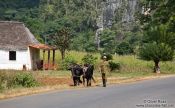 Travel photography:Man with oxen in Viñales, Cuba