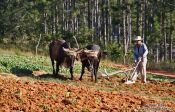 Travel photography:Vinales-ploughing-the-field-3551, Cuba