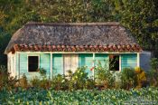 Travel photography:Small hut in tobacco field near Viñales, Cuba