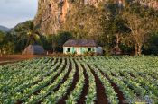 Travel photography:Small hut in tobacco field near Viñales, Cuba