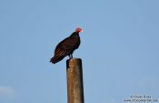 Travel photography:Vulture near Viñales, Cuba