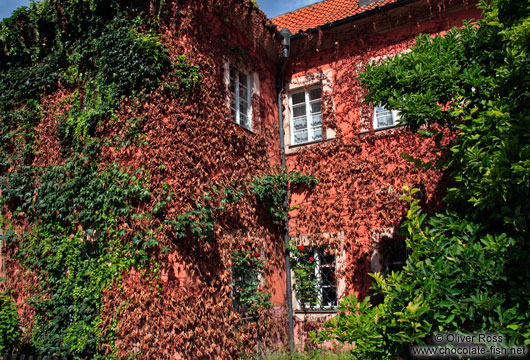 Ivy covered house