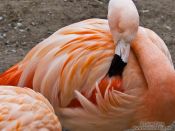 Travel photography:Flamingo in the Orangerie park in Strasbourg, France