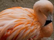 Travel photography:Flamingo in the Orangerie park in Strasbourg, France