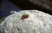 Travel photography:Corsican Frog, France