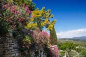 Travel photography:Plants of Provence in Gordes, France