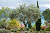 Travel photography:Olive trees grow on the shores of the Lac Sainte Croix, France