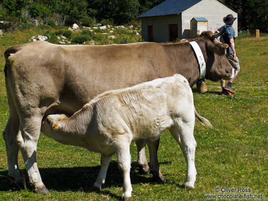 Cow with calf