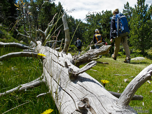 Hikers