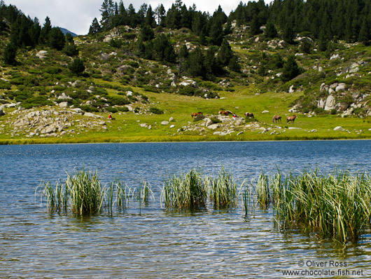 The Estany de la Pradella