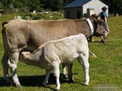 Travel photography:Cow with calf, France