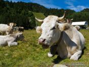 Travel photography:Cow near Coll de Pam, France