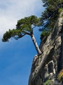Travel photography:Tree growing on a near vertical rock face, France