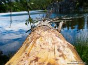 Travel photography:Fallen tree at the Lac Noire, France