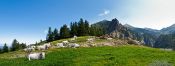 Travel photography:Cows near the Canigo mountain, France