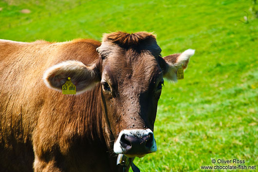 Cow in the Allgäu