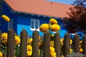 Travel photography:Flowers with blue house in the Allgäu, Germany