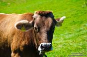 Travel photography:Cow in the Allgäu, Germany