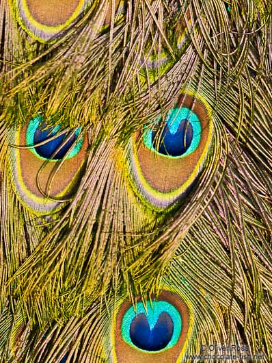 Close-up of peacock feathers in the Hamburg Tierpark Hagenbeck zoo