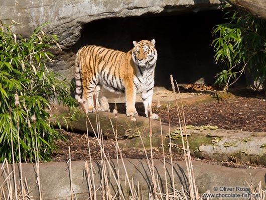 Tiger in the Hamburg Hagenbeck Tierpark zoo