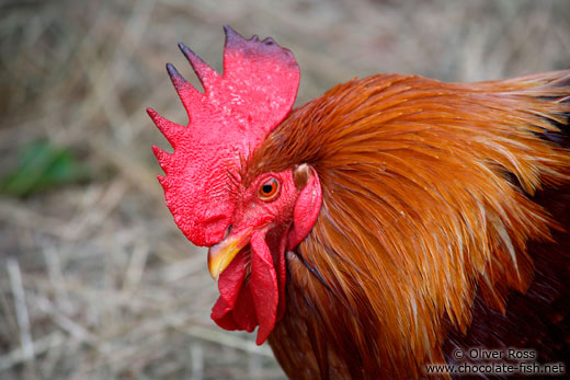 Rooster close-up